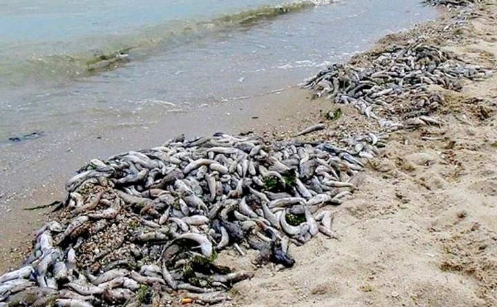 В Ростовской области рыбакам в Таганрогском заливе разрешат массовый вылов рыбы, которая вот-вот умрёт от нехватки кислорода