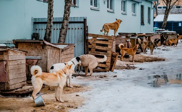 Собаки охраняют здание. Фото 59.ru