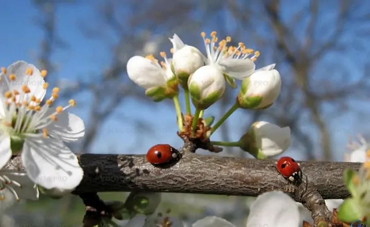 Весна в Ростовской области. Фото volgodonsk.pro