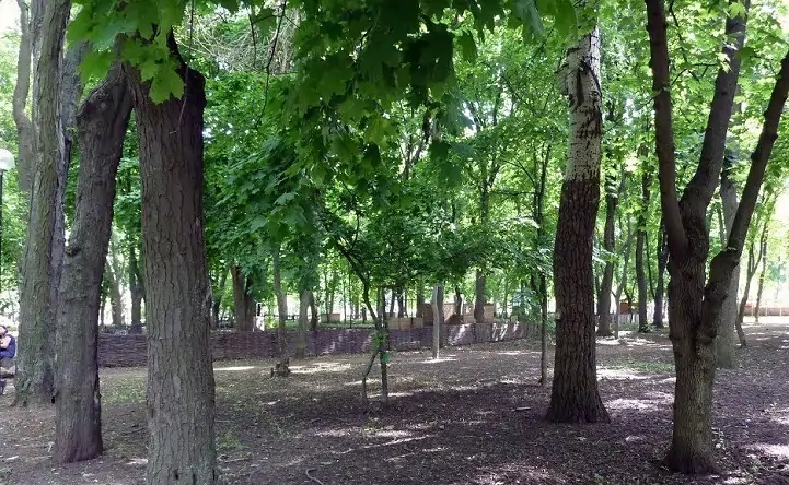 Деревья в парке Островского в Ростове. Фото change.org
