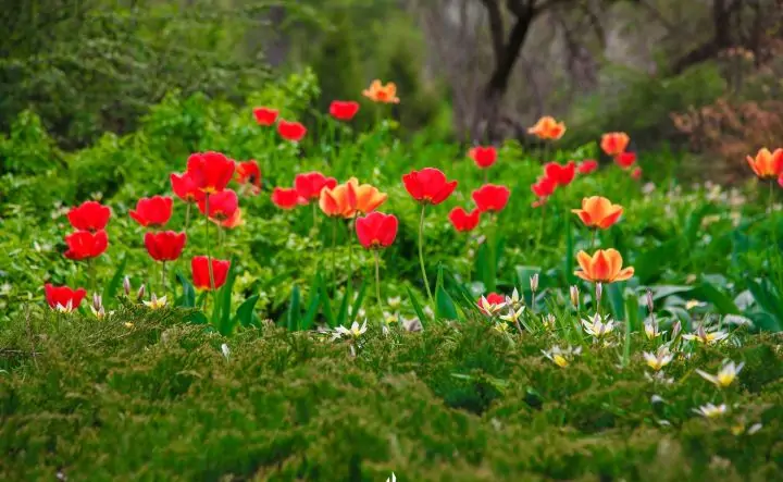 Тюльпаны в Ботаническом саду ЮФУ. Фото пресс-службы вуза