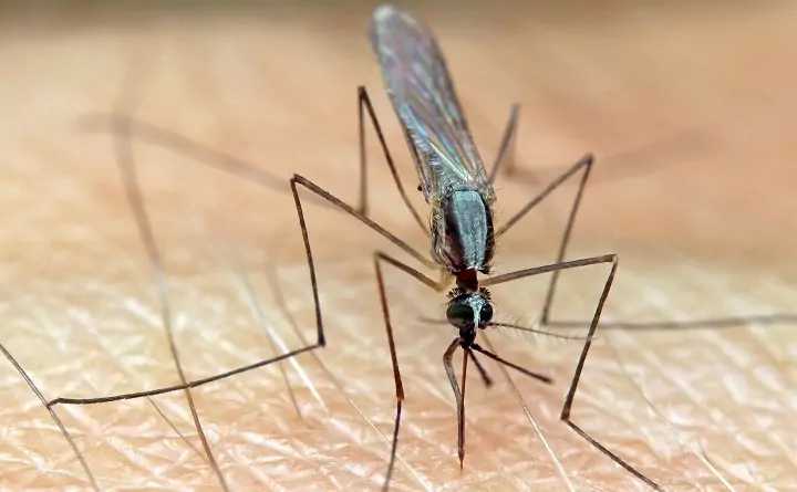 Малярийный комар. Фото akademgorodok2.ru.