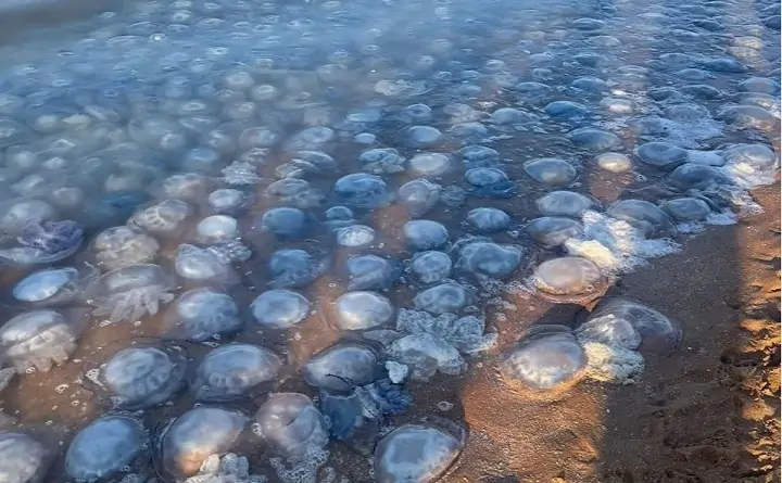 Нашествие медуз в Азовском море. Фото 93.ru.