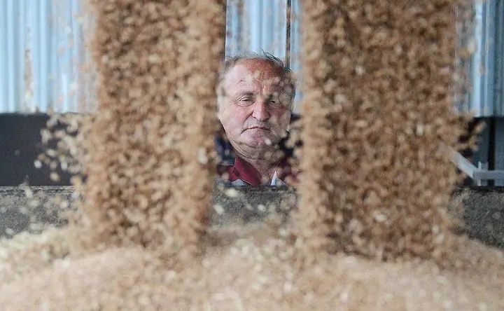 Фермер смотрит на зерно. Фото: Василий Дерюгин, Коммерсантъ.