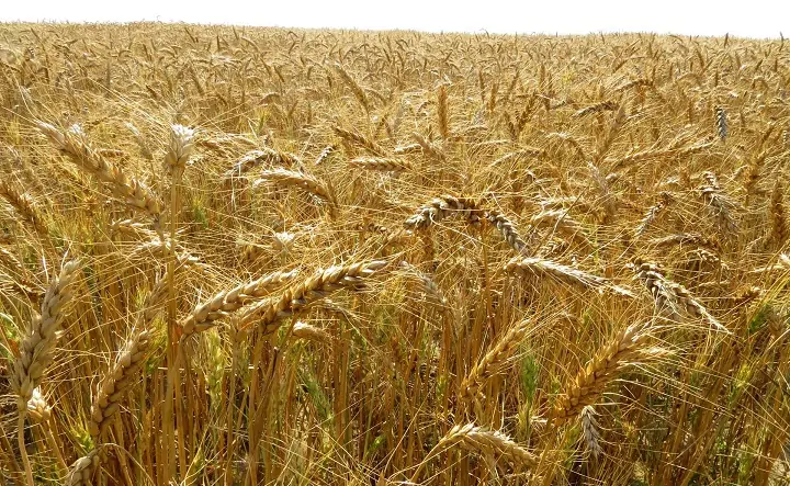 Пшеница. Фото okuchnik.ru.