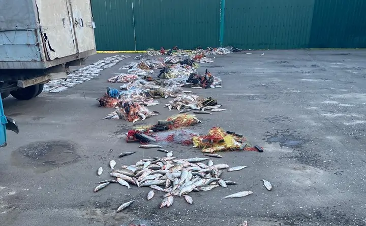 Рыба, которая была найдена у браконьеров. Фото пресс-службы Погрануправления ФСБ по Ростовской области.