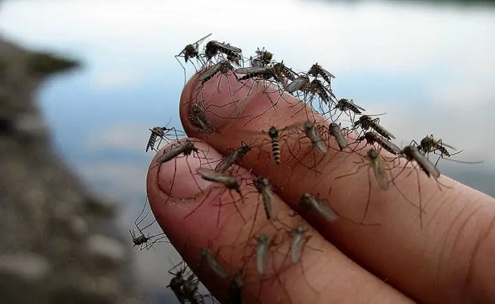 Комары. Фото пресс-службы ЮФУ