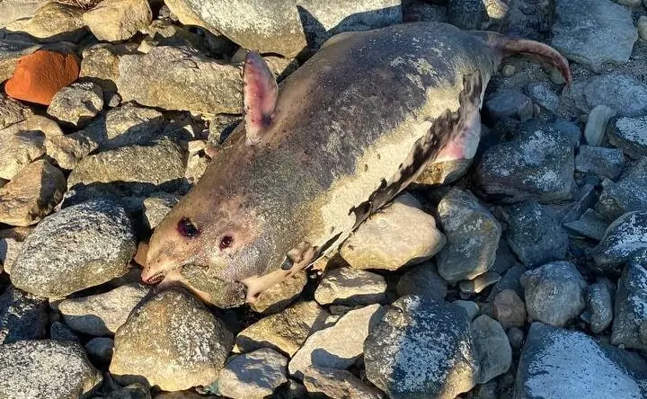Мертвое животное, похожее на дельфина у Таганрогского залива. Фото telegram-канала Ростов Главный