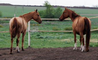 «Золотые» лошади: как супруги из Ростовской области восстанавливают редкую донскую породу