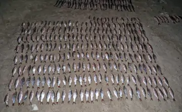 Незаконно выловленная рыба. Фото пресс-службы УТ МВД России по СКФО