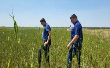 Специалисты мониторят поля на наличие саранчи. Фото Россельхозцентра
