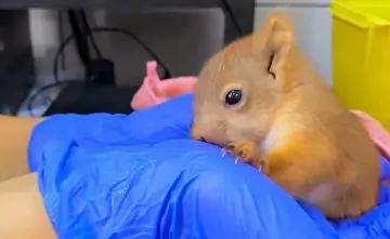 Спасённый бельчонок. Фото парка «Малинки»