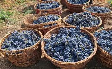 Корзины с виноградом. Фото donnews.ru