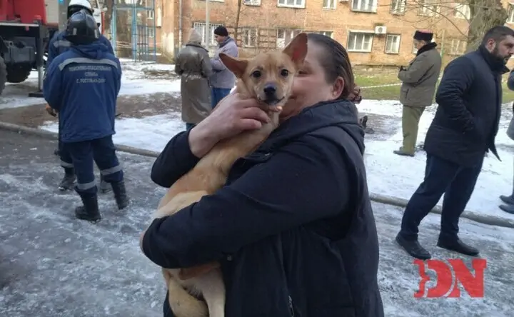 Спасённая собака. Фото donnews.ru