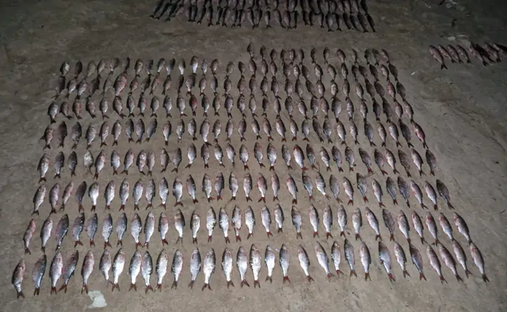 Незаконно выловленная рыба. Фото пресс-службы УТ МВД России по СКФО