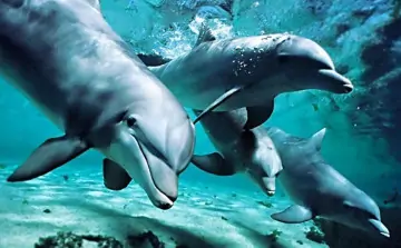 Дельфины. Фото Севастопольского аквариума