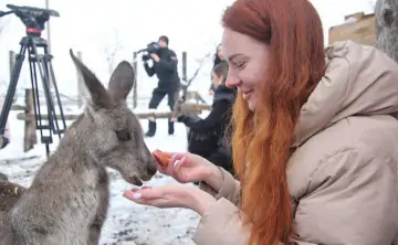 Кенгуру в парке «Малинки» без опаски едят с рук. Фото donnews.ru
