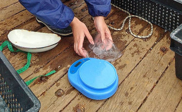 Учёные предложили делать из медуз, заполонивших Азовское море, питание для спортсменов и соусы