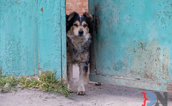 Собака. Фото donnews.ru