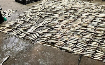 В Ростовской области задержали браконьера с партией краснокнижной рыбы на 9,5 млн рублей