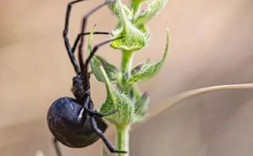 Зоолог не исключил нашествия ядовитых пауков-каракуртов в этом году в Ростовской области