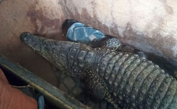 Двухметрового живого крокодила Бакса пытался вывезти в Казахстан житель Ростовской области