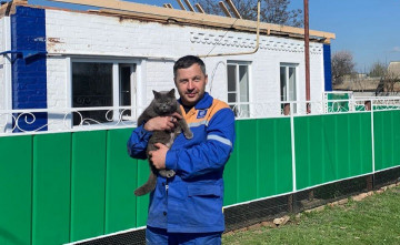 В Ростовской области кошка спасла котят и хозяев из пожара