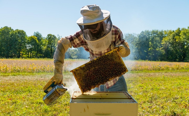 Мёд пчеловодов из Ростовской области в 2024 году подорожает на 30-50%