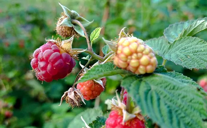 Малина. Фото donnews.ru