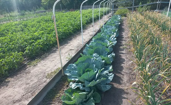 Грядки с овощами. Фото donnews.ru