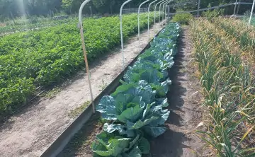 Грядки с овощами. Фото donnews.ru