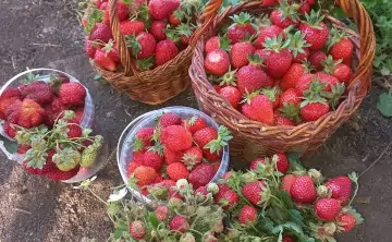 Клубника и земляника. Фото donnews.ru