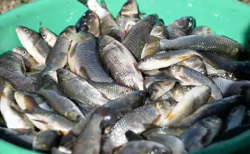 Малёк белого амура и сазана. Фото пресс-службы «Росэнергоатом»