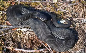 Гадюка обыкновенная Фото Игоря Подгорного, РИА «Новости»