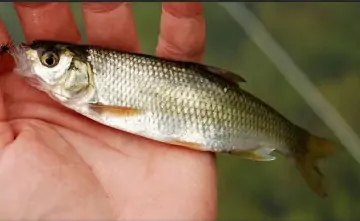 Шемая. Фото Азово-Черноморского филиала ФГБНУ «ВНИРО» («АзНИИРХ»)
