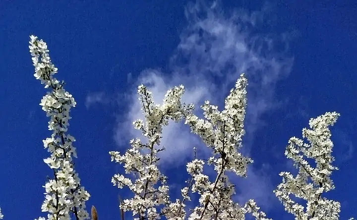 Цветущее дерево. Фото donnews.ru