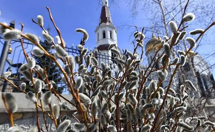 Верба. Фото Евгения Епанчинцева, РИА Новости