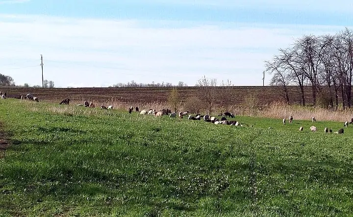 Поля в Ростовской области. Фото donnews.ru