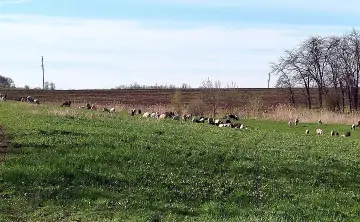 Поля в Ростовской области. Фото donnews.ru