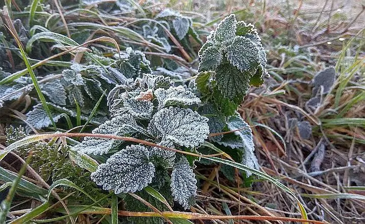 Замороженные листья. Фото ГУ МЧС по Ростовской области