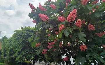 Цветение каштана на набережной Ростова. Фото donnews.ru