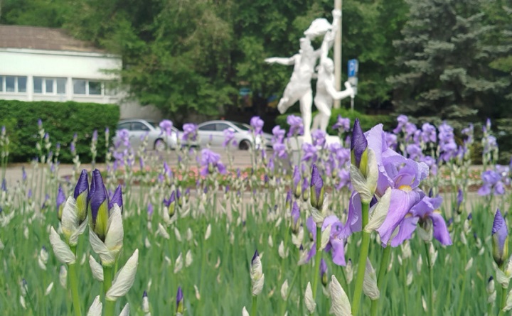 В первую неделю лета в Ростовской области жара достигнет +36 °С