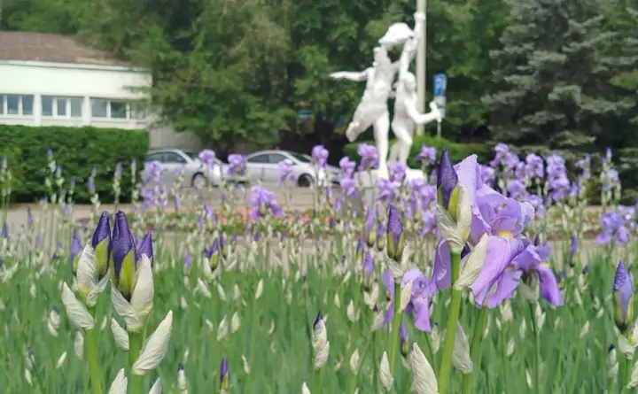 Цветение ирисов на набережной Ростова. Фото donnews.ru