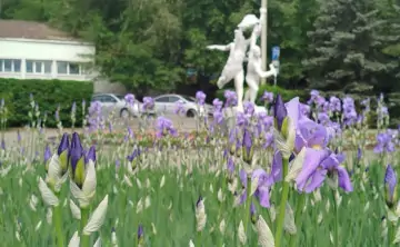 Цветение ирисов на набережной Ростова. Фото donnews.ru