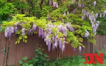 Глициния. Фото donnews.ru