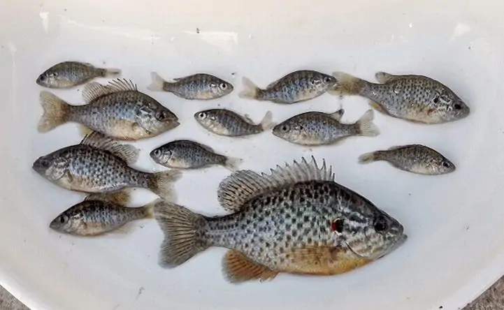 Разновозрастные и разноразмерные солнечные окуни. Фото пресс-службы «АзНИИРХ»