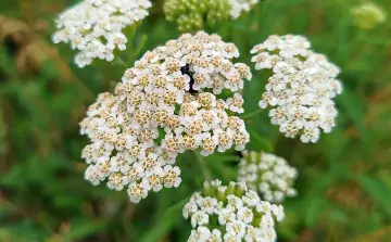 Цветы в полях Ростовской области. Фото donnews.ru