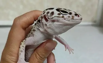 Иранский эублефар. Фото Анастасии Савченко с её страницы в соцсети