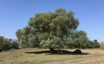 «Бабушку Ива». Фото с официального сайта правительства Ростовской области
