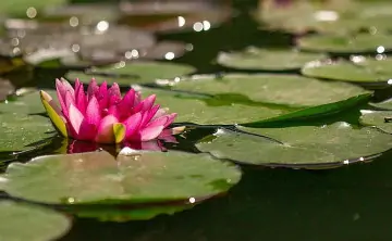 Кувшинки в парке «Лога». Фото пресс-службы парка